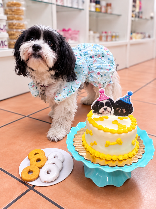 Seminario online: Repostería canina