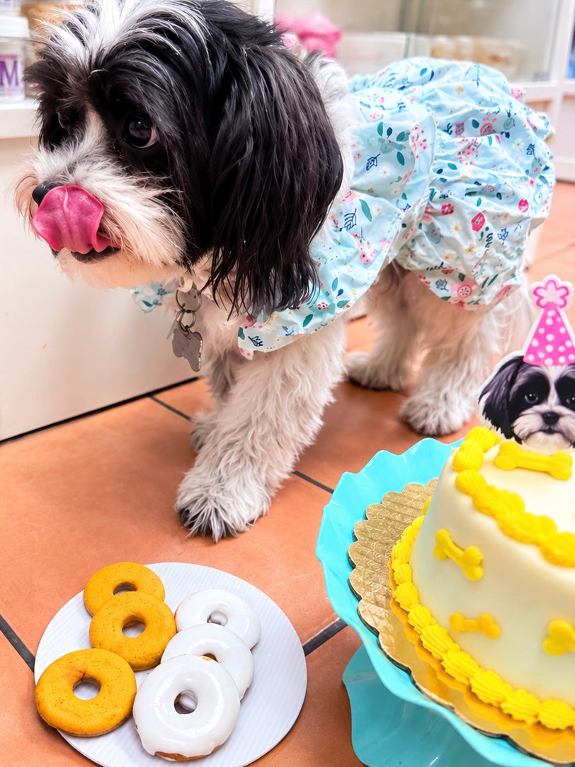 Seminario online: Repostería canina